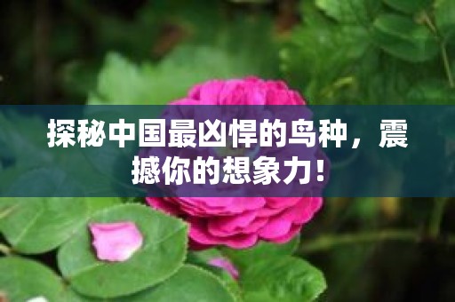 探秘中国最凶悍的鸟种，震撼你的想象力！