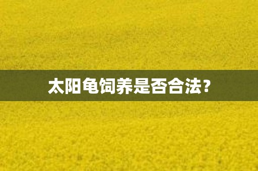 太阳龟饲养是否合法？
