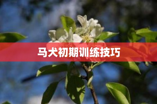 马犬初期训练技巧