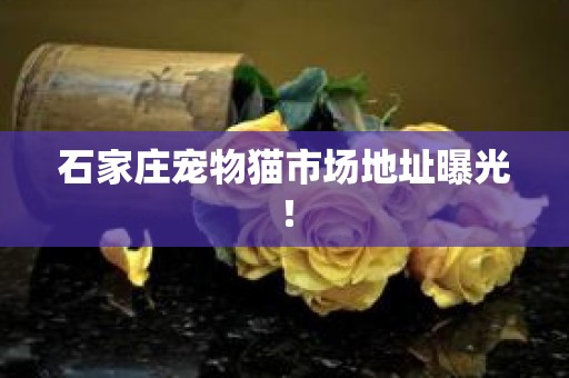 石家庄宠物猫市场地址曝光！