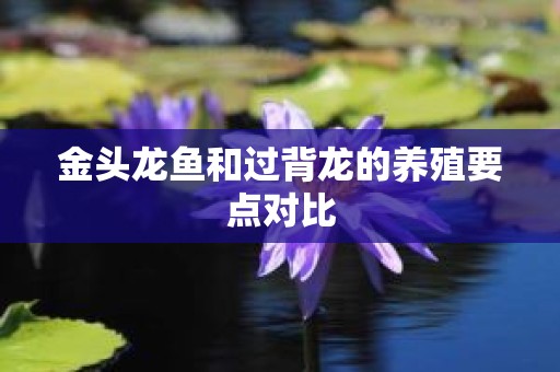 金头龙鱼和过背龙的养殖要点对比