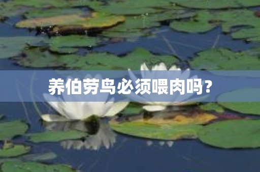 养伯劳鸟必须喂肉吗？