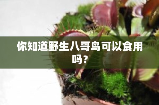 你知道野生八哥鸟可以食用吗？