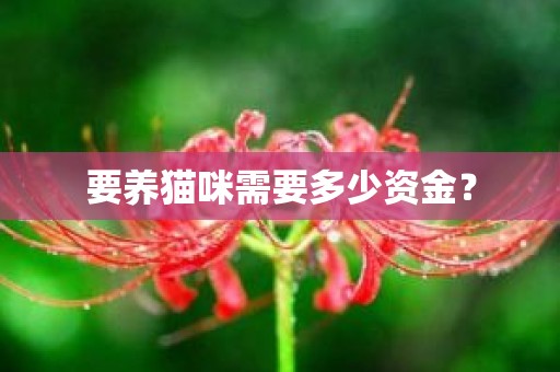 要养猫咪需要多少资金？