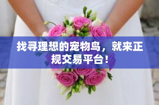 找寻理想的宠物鸟，就来正规交易平台！