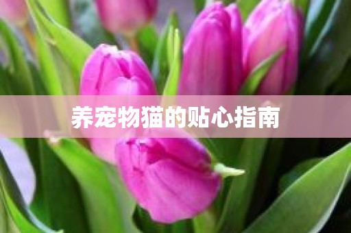 养宠物猫的贴心指南