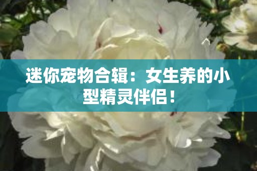 迷你宠物合辑：女生养的小型精灵伴侣！