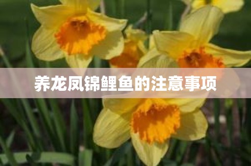 养龙凤锦鲤鱼的注意事项