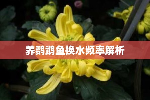 养鹦鹉鱼换水频率解析