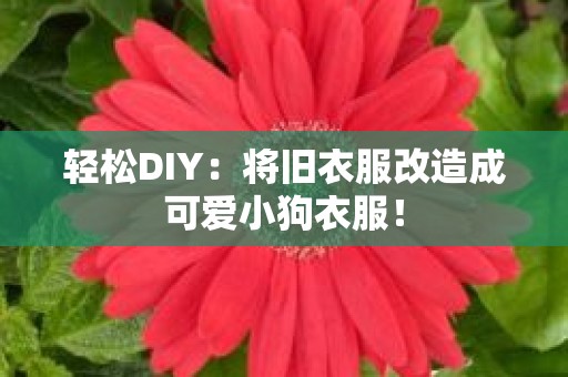 轻松DIY：将旧衣服改造成可爱小狗衣服！