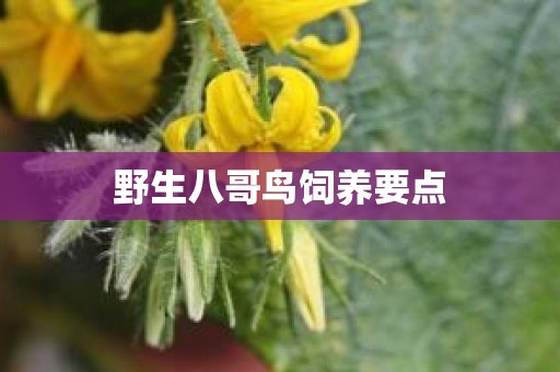 野生八哥鸟饲养要点