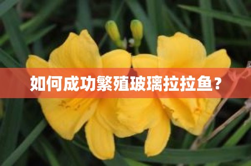 如何成功繁殖玻璃拉拉鱼？