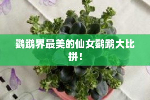 鹦鹉界最美的仙女鹦鹉大比拼！