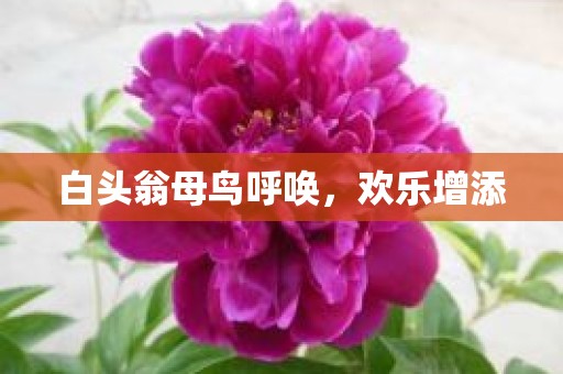 白头翁母鸟呼唤，欢乐增添