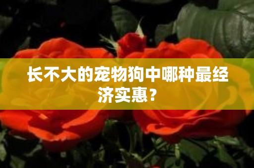 长不大的宠物狗中哪种最经济实惠？