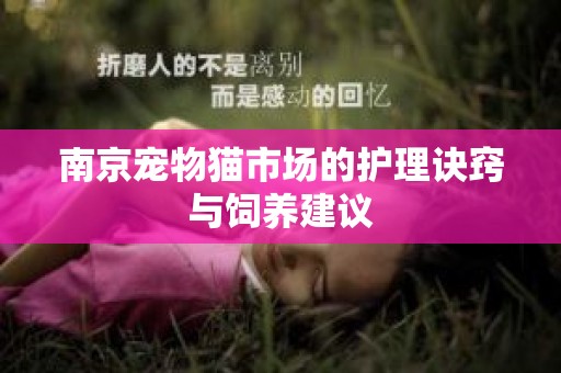 南京宠物猫市场的护理诀窍与饲养建议