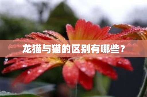 龙猫与猫的区别有哪些？
