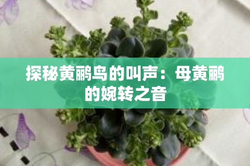 探秘黄鹂鸟的叫声：母黄鹂的婉转之音