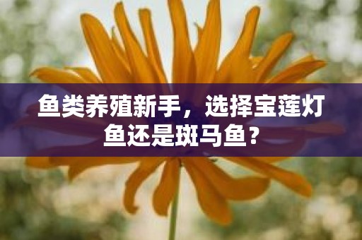 鱼类养殖新手，选择宝莲灯鱼还是斑马鱼？