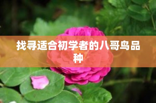 找寻适合初学者的八哥鸟品种