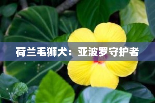 荷兰毛狮犬：亚波罗守护者