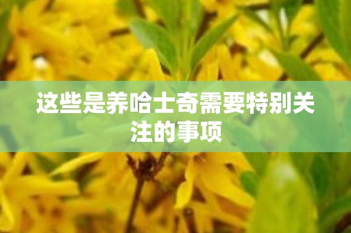 这些是养哈士奇需要特别关注的事项