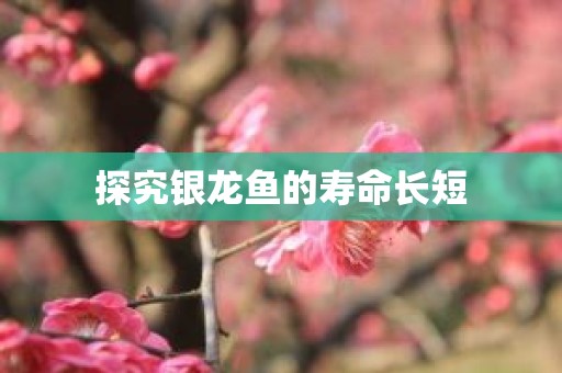 探究银龙鱼的寿命长短