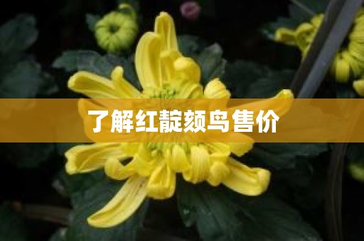 了解红靛颏鸟售价