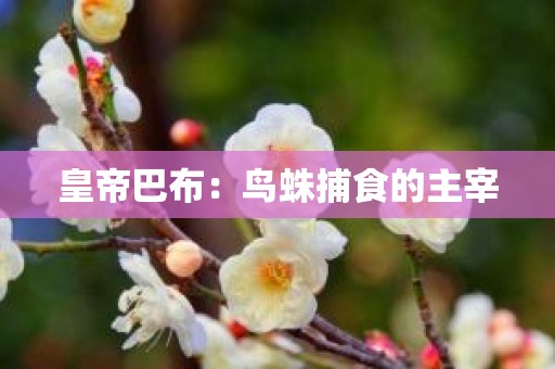 皇帝巴布：鸟蛛捕食的主宰