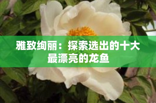 雅致绚丽：探索选出的十大最漂亮的龙鱼