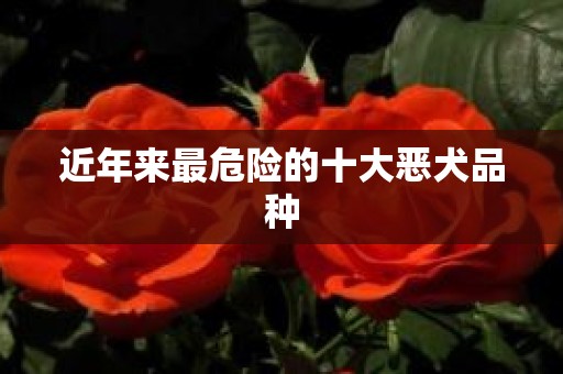 近年来最危险的十大恶犬品种