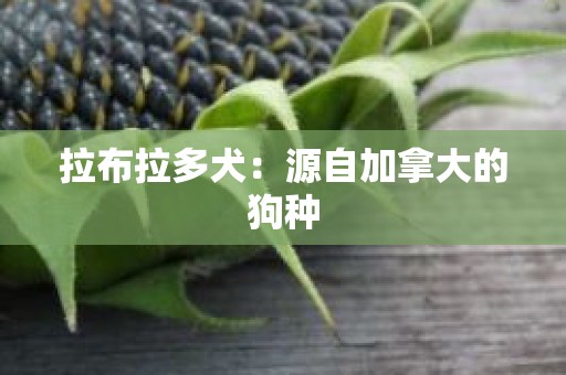 拉布拉多犬：源自加拿大的狗种