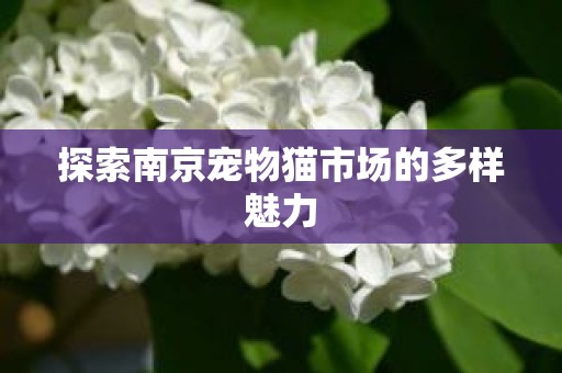 探索南京宠物猫市场的多样魅力