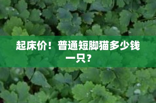 起床价！普通短脚猫多少钱一只？