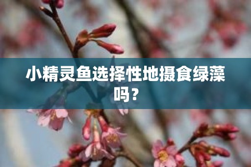 小精灵鱼选择性地摄食绿藻吗？