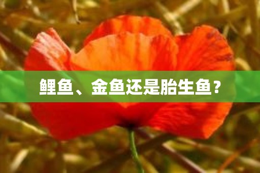 鲤鱼、金鱼还是胎生鱼？