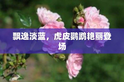 飘逸淡蓝，虎皮鹦鹉艳丽登场