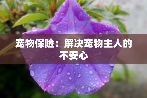 宠物保险：解决宠物主人的不安心