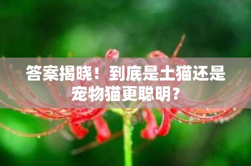 答案揭晓！到底是土猫还是宠物猫更聪明？