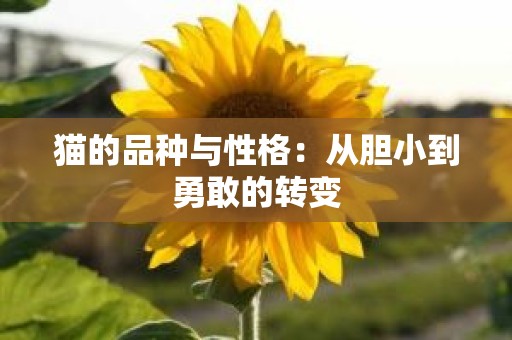 猫的品种与性格：从胆小到勇敢的转变
