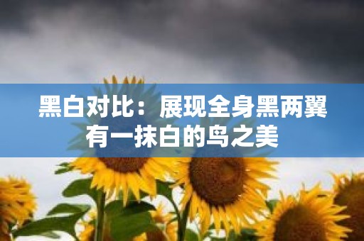黑白对比：展现全身黑两翼有一抹白的鸟之美