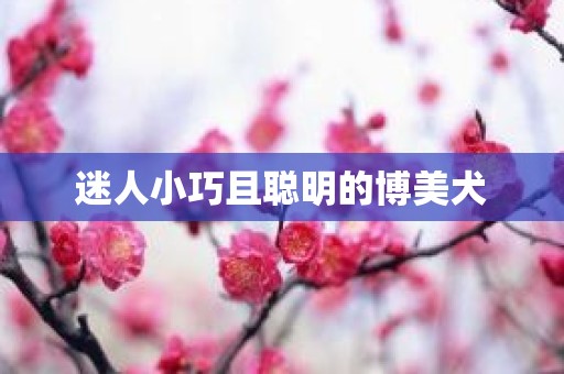 迷人小巧且聪明的博美犬