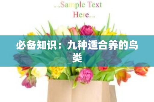 必备知识：九种适合养的鸟类