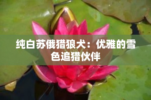 纯白苏俄猎狼犬：优雅的雪色追猎伙伴