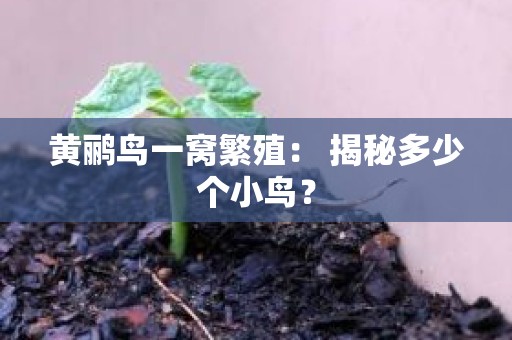 黄鹂鸟一窝繁殖： 揭秘多少个小鸟？