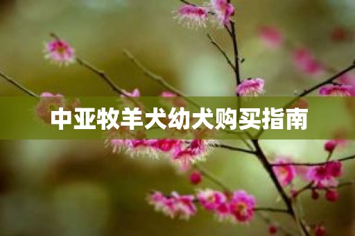 中亚牧羊犬幼犬购买指南