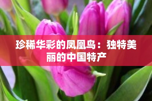 珍稀华彩的凤凰鸟：独特美丽的中国特产