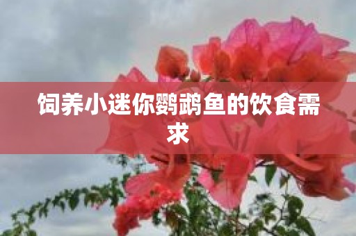 饲养小迷你鹦鹉鱼的饮食需求