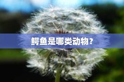 鳄鱼是哪类动物？