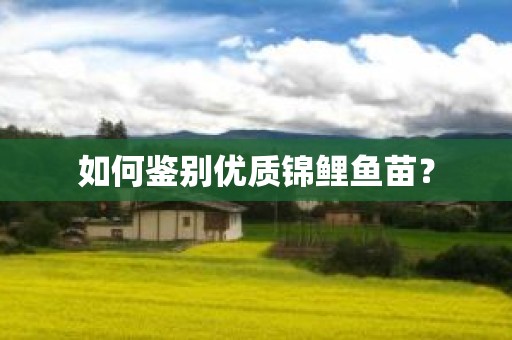 如何鉴别优质锦鲤鱼苗？